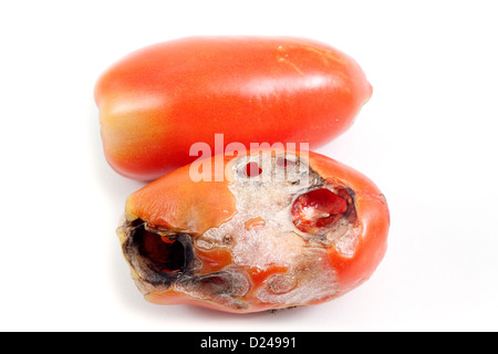 Peste di pomodoro su sfondo bianco Foto Stock