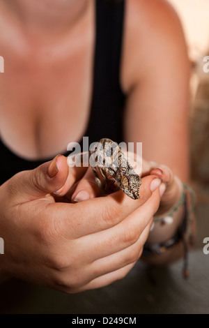 Madagascar, Funzionamento Wallacea, , studente con Chameleon Furcifer Angeli sulle mani Foto Stock