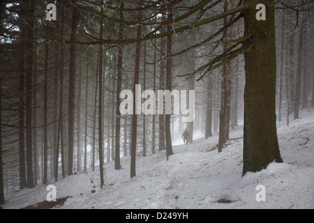 forest in the winter fog Foto Stock