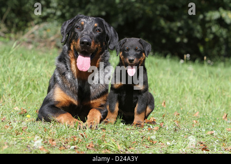 Dog Beauceron / Berger de Beauce  adult and puppy different colors (Harlequin, black and tan) lying in a meadow Foto Stock