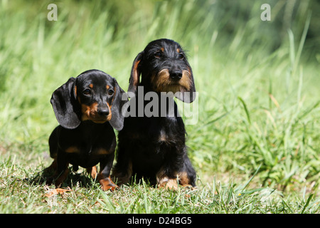 Cane Bassotto / Dackel / Teckel adulto e cucciolo differenti (i peli corti e filo) dal pelo nero e marrone Foto Stock
