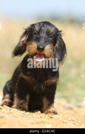 Cane Bassotto / Dackel / Teckel wirehaired cucciolo (nero e marrone) seduta Foto Stock