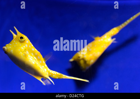 Giallo Longhorn cowfish - Aquarium Finisterrae, La Coruna - Spagna Foto Stock