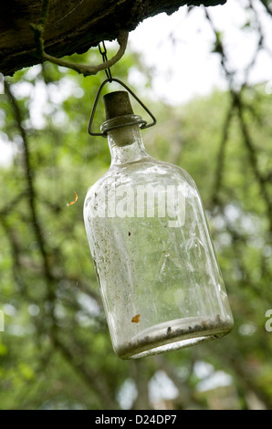 Vetro vecchia bottiglia di storage appesi in giardino Foto Stock