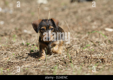 Cane Bassotto / Dackel / Teckel wirehaired puppy in esecuzione Foto Stock