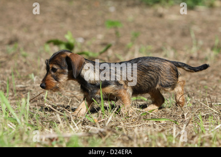 Cane Bassotto / Dackel / Teckel wirehaired puppy camminando sulla terra Foto Stock