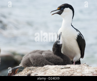 Antartico blue-eyed shags nel nido con il pulcino. Foto Stock