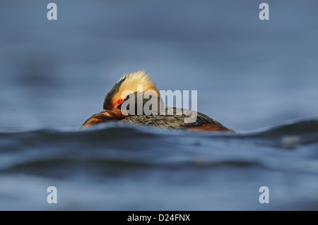 Svasso della Slavonia (Podiceps auritus) adulto, allevamento del piumaggio, appoggiato sull'acqua, Islanda, Giugno Foto Stock