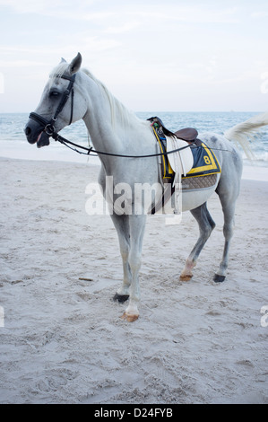 Cavallo sulla spiaggia di Hua Hin Tailandia Foto Stock