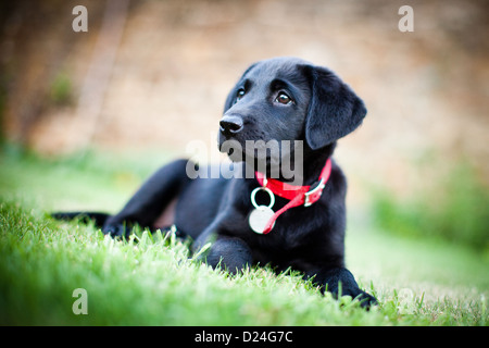 Verticale, black Labrador, cucciolo, cane, caccia Foto Stock