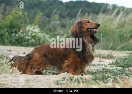 Cane Bassotto / Dackel / Teckel longhaired adulto (rosso) profilo standard in un prato Foto Stock