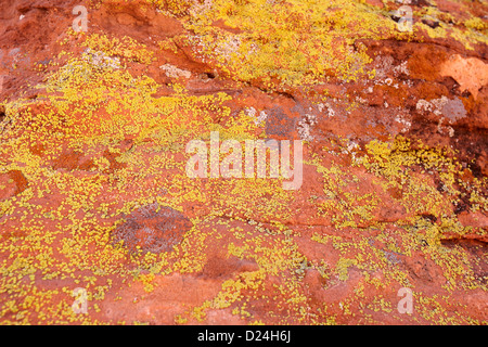 Il lichen in vari stadi che cresce su roccia arenaria in il parco della Valle di Fire State nevada usa Foto Stock