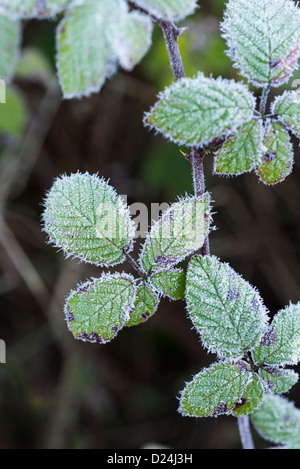 Selvatica Rovo (Rubus fruticosa), coperto di foglie in rime frost, Inghilterra, Dicembre Foto Stock