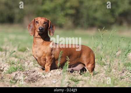 Cane Bassotto / Dackel / Teckel shorthaired rosso per adulti in piedi in un campo Foto Stock