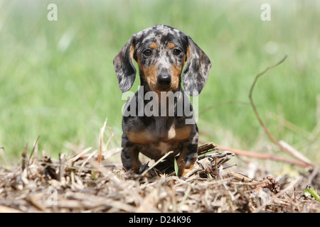 Cane Bassotto / Dackel / Teckel shorthaired cucciolo (Arlecchino Merle) in piedi Foto Stock