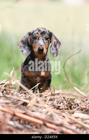 Cane Bassotto / Dackel / Teckel shorthaired cucciolo (Arlecchino Merle) in piedi Foto Stock