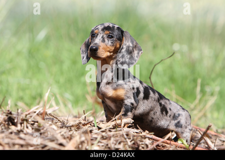 Cane Bassotto / Dackel / Teckel shorthaired cucciolo (Arlecchino Merle) seduta Foto Stock