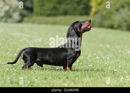 Cane Bassotto / Dackel / Teckel shorthaired adulto (nero e marrone) profilo standard in un prato Foto Stock