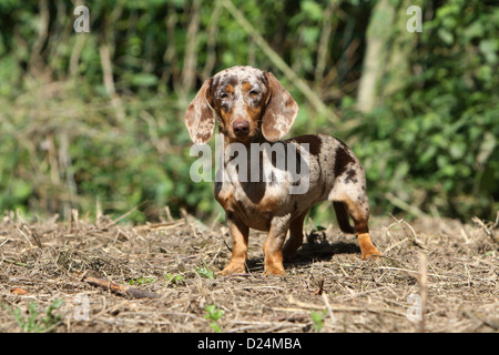 Cane Bassotto / Dackel / Teckel shorthaired adulto (Arlecchino Merle marrone) in piedi Foto Stock