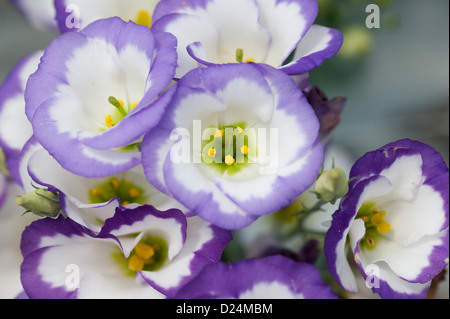 Fioritura bi-color Lisianthus cresce su un fiore reciso farm Foto Stock