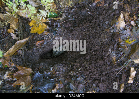 Eurasian Badger (Meles meles) pollina in raschiato sterco pit, Beeston Castle, Tarporley, Cheshire, Inghilterra, Novembre Foto Stock