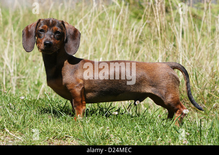 Cane Bassotto / Dackel / Teckel shorthaired rosso per adulti in piedi in un prato Foto Stock