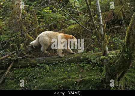 American Black Bear Ursus americanus kermodei "acquavite" orso bianco adulto morph camminando sui tronchi di alberi caduti in moderato Foto Stock