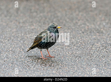 Comune di Starling per adulti (Sturnus vulgaris). L'inverno. Regno Unito Foto Stock