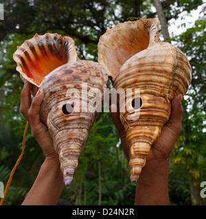 Ragazzo tenendo due conchiglie giganti, Alotau, Milne Bay, provincia di  Papua Nuova Guinea Foto stock - Alamy