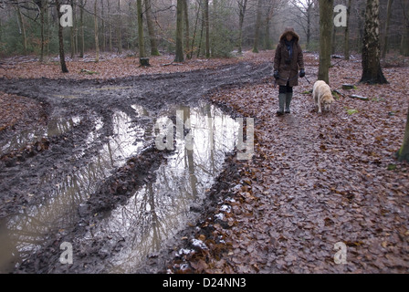 Cane domestico golden retriever adulti camminando sul filo trattenuto donna proprietario accanto a saturo di acqua fangosa via nel bosco Hockeridge legno Foto Stock