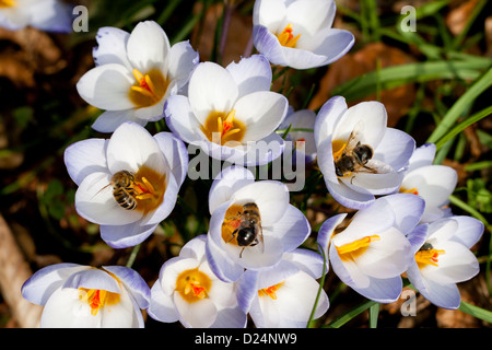 Api per raccogliere il polline dal Crocus in primavera Foto Stock