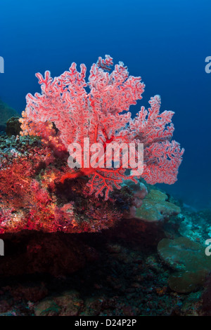 Rosso brillante fan corallo blu su fondo di acqua Foto Stock