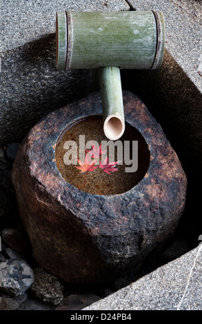 Le foglie di acero caduto galleggiano nella ciotola di un tsukubai o di un bacino d'acqua per il lavaggio rituale o la purificazione, nel giardino del tempio di Komyo-in, Kyoto, Giappone Foto Stock