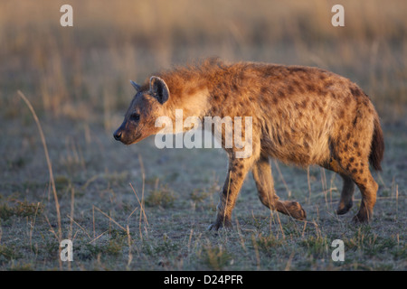 Spotted Hyena (Crocuta crocuta) adulto, passeggiate in alba la luce del sole, il Masai Mara, Kenya, Agosto Foto Stock