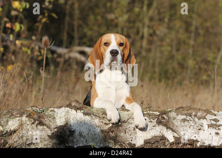 Cane Beagle adulto giacente su una roccia Foto Stock