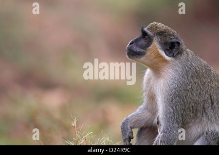 Callithrix Monkey (Cercopithecus sabaeus) adulto, guardando in alto, Western Division, Gambia, marzo Foto Stock