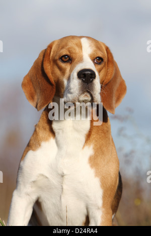 Cane Beagle ritratto per adulti Foto Stock