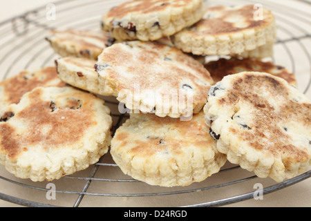 Appena fatti in casa a base di torte gallesi per la cottura sulla griglia Foto Stock