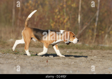 Cane Beagle adulto in esecuzione Foto Stock