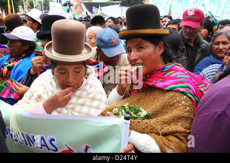 LA PAZ, Bolivia, 14 gennaio. I coltivatori di coca masticare foglie per celebrare la Bolivia di ricongiungersi al 1961 delle Nazioni Unite Convenzione unica sugli stupefacenti. La Bolivia ha formalmente ritirato dalla Convenzione nel 2011 e che era stata la campagna per le clausole di vietare gli usi tradizionali della foglia di coca per essere rimosso. Dal 11 gennaio 2013 termine solo 15 paesi (meno di 62 richiesto per bloccare la proposta) aveva registrato un'obiezione alla Bolivia di ricongiungersi alla Convenzione con dispense speciali. Riconnetto entrerà in vigore a partire dal 10 febbraio 2013. Foto Stock