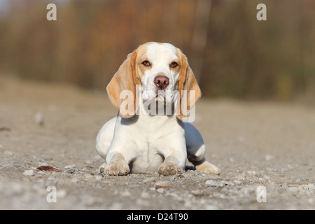 Cane Beagle adulto giacente a terra Foto Stock