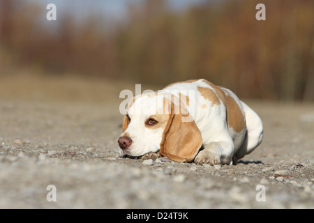 Cane Beagle adulto giacente a terra Foto Stock