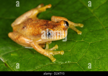 Banana liberiana (Rana Afrixalus laevis) adulto seduto sulla foglia N.P Kahuzi-Biega Kivu Repubblica Democratica del Congo novembre Foto Stock