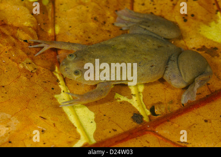 De Witte's artigliato Rane Xenopus wittei adulto su foglia sommersa figliata in tropicali Foreste montane Nyungwe Forest N.P Albertine Foto Stock