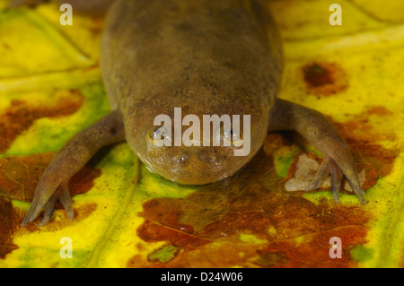 De Witte's artigliato Rane Xenopus wittei adulto su foglia sommersa figliata in tropicali Foreste montane Nyungwe Forest N.P Albertine Foto Stock