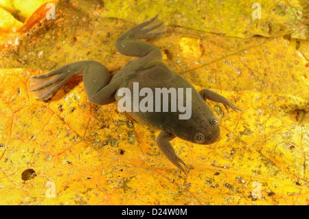 De Witte's artigliato Rane Xenopus wittei adulto su foglia sommersa di lettiera N.P Kahuzi-Biega Kivu Repubblica Democratica del Congo Foto Stock