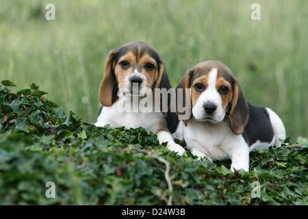 Cane Beagle due cuccioli che giace sull'edera Foto Stock