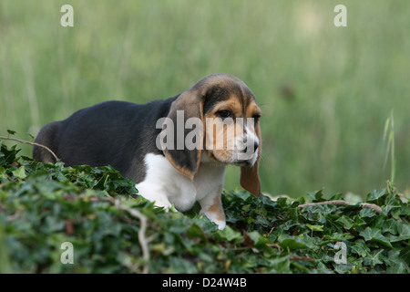 Cane Beagle cucciolo giacente su di edera Foto Stock