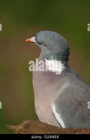 Woodpigeon guardando predator tettuccio Foto Stock