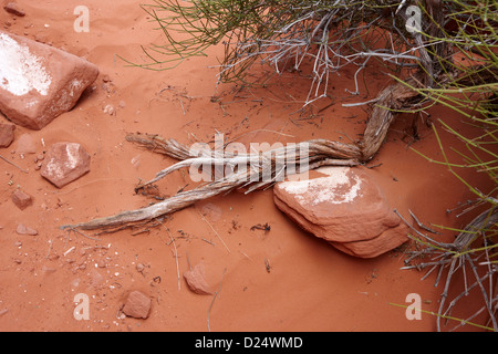 Deserto di pietra arenaria rossa di sabbia e rocce vecchie weathered wood usa Foto Stock